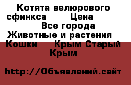 Котята велюрового сфинкса. .. › Цена ­ 15 000 - Все города Животные и растения » Кошки   . Крым,Старый Крым